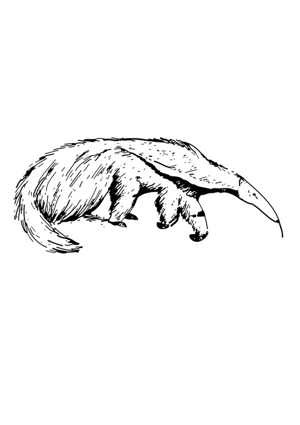 anteater colouring page