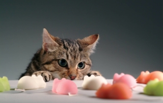 Cat and mouse