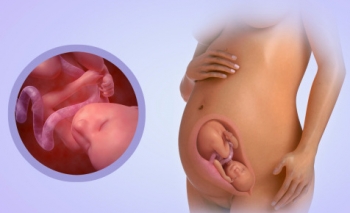 Fetal Development Week 28