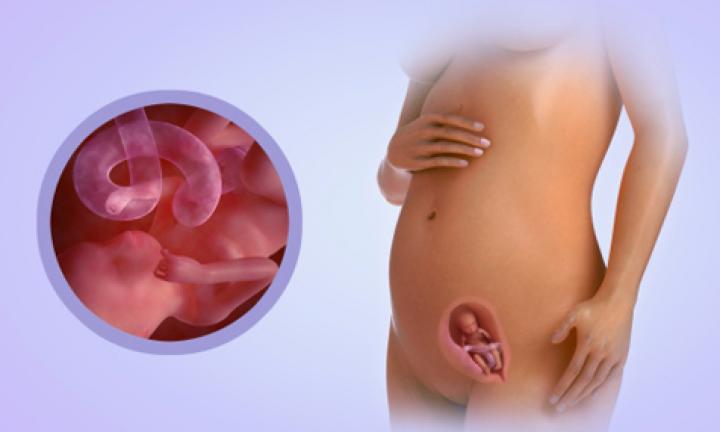 pregnant uterus 16 weeks