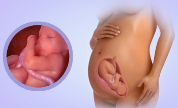 Fetal Development Week 31