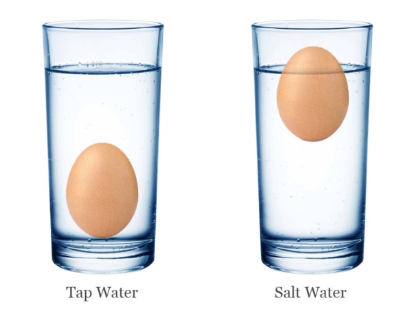 floating egg experiment materials