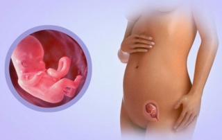 Your pregnancy at week 12