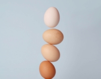 egg activities