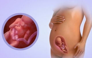 Your pregnancy at week 23