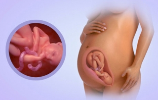 Fetal Development Week 35