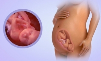 Fetal Development Week 30
