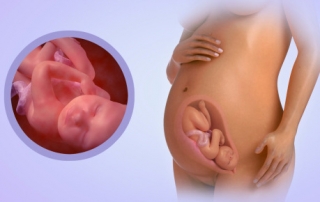 Fetal Development Week 30