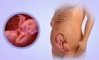 Fetal Development Week 25
