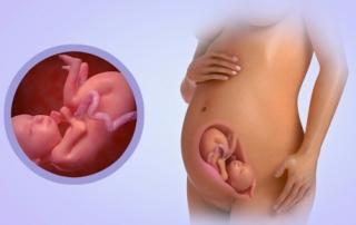 Fetal Development Week 25