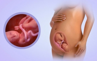 Fetal Development Week 27