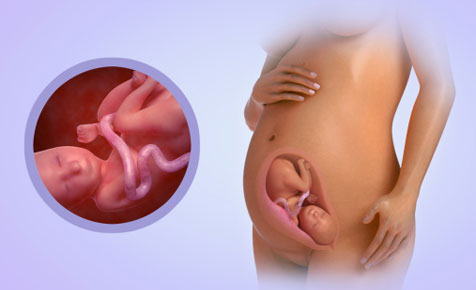 Fetal Development Week 27