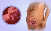 Fetal Development Week Wee 29
