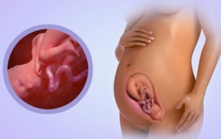 Fetal Development Week Wee 29