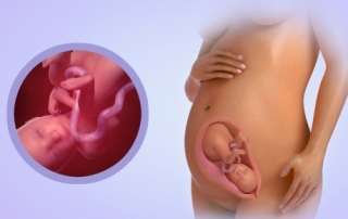 Fetal Development Week 26