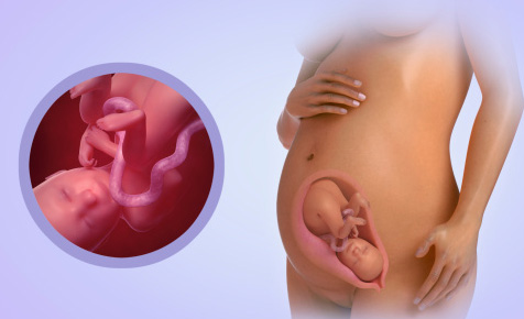 Fetal Development Week 26