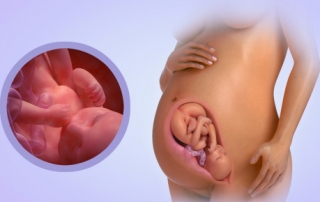 Fetal Development Week 37