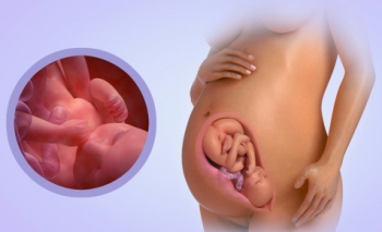 Fetal Development Week 37