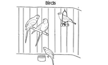 Pet colouring pages: Birds