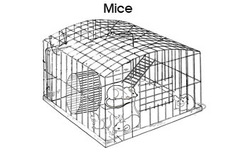 Pet colouring pages: Mice