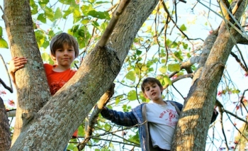 Two boys in tree