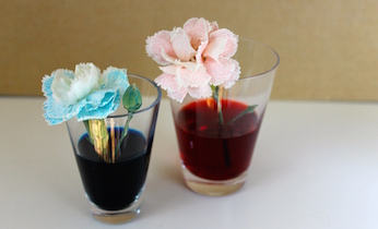 Coloured flowers science experiment