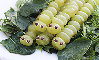 Grape caterpillars