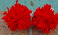 How to make a pom pom