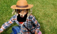 Jolly Swagman dress up on Kidspot