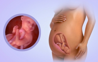 Fetal Development Week 32