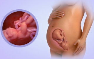 Fetal Development Week 33