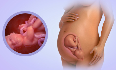 Fetal Development Week 33