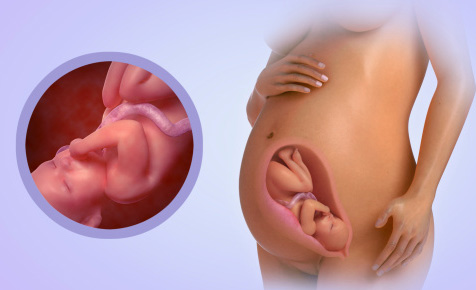 Fetal Development Week 34