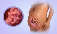Fetal Development Week 36
