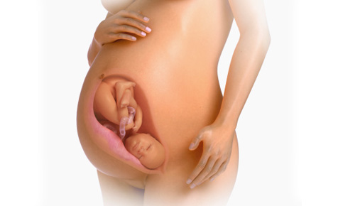 Fetal Development Week 39