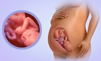 Fetal Development Week 40