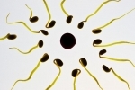 fertility