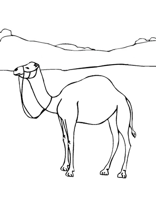 camel colouring page