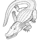 crocodile colouring page