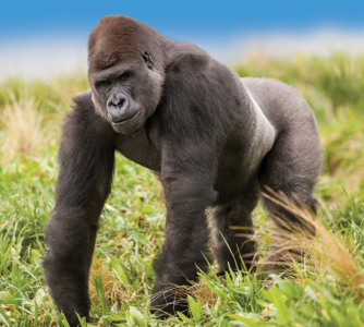 orana gorilla
