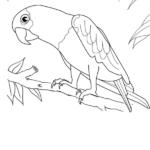 parrot colouring page