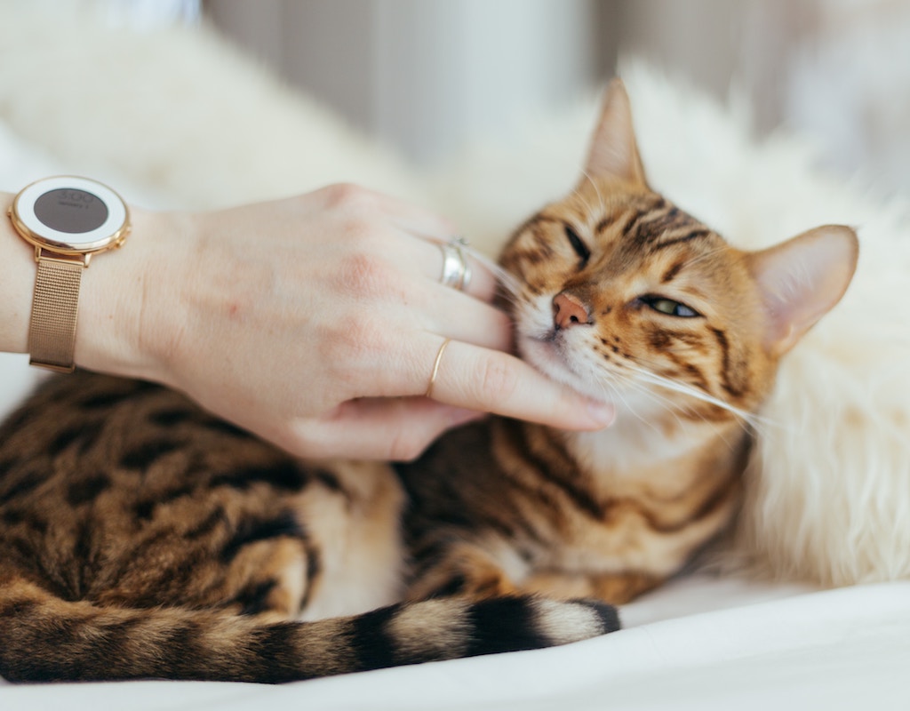 The lowdown on cat scratches & dog bites