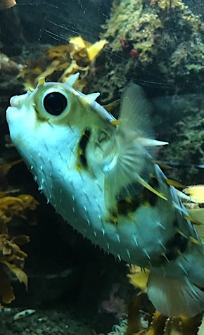 puffer fish