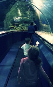 shark tunnel
