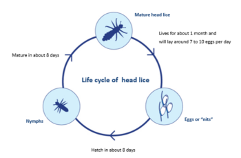 Life cycle of head lice