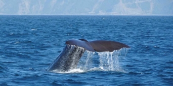 whale watch kaikoura