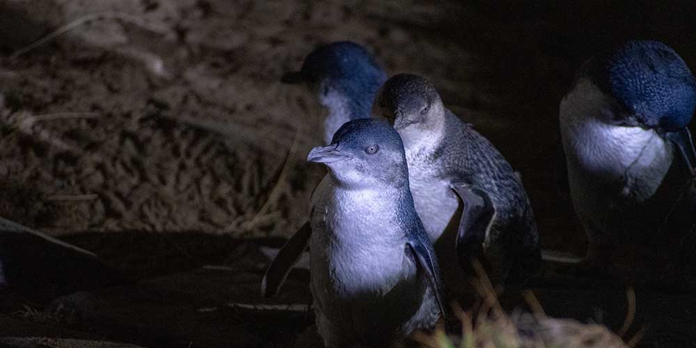 Blue Penguins Pukekura