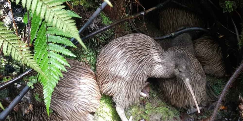 Rowi Made To Share Nature Experiences In Aotearoa | Explore New Zealand ...