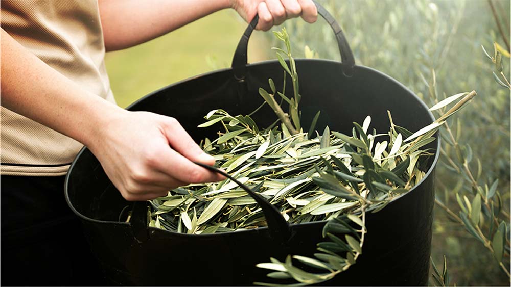Comvita Olive Leaf Harvest