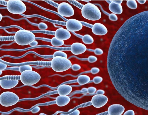 Tips For Growing Healthy Sperm | Dads | Kidspot